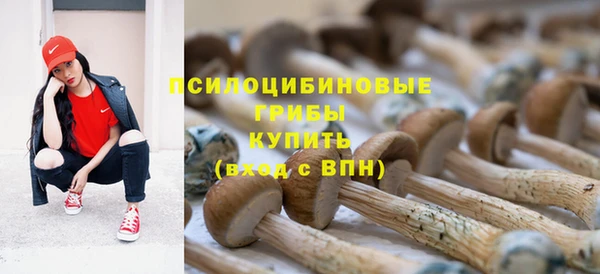прущие грибы Пересвет